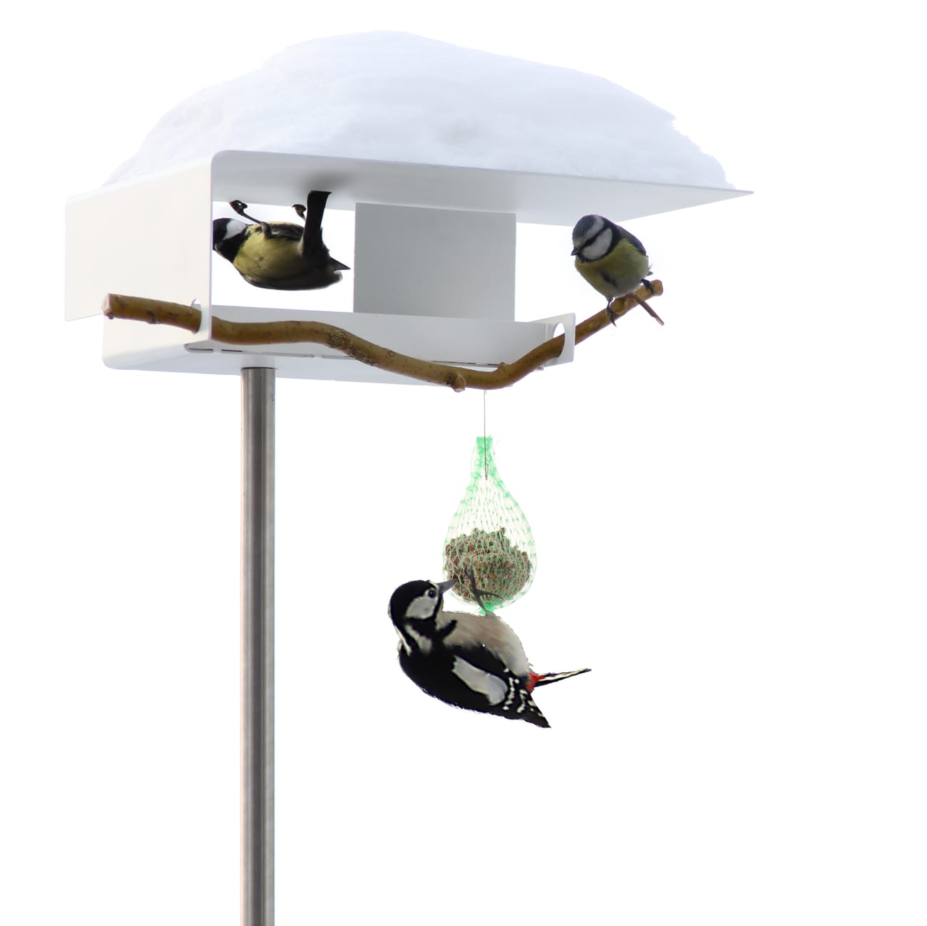 VH-1-birds3