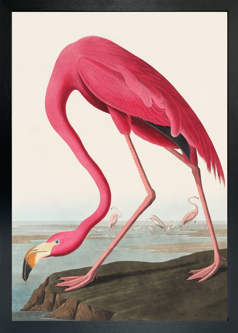 Pink Flamingo Print available at Wallsauce.com